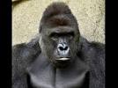 Please don’t blame child’s mother for death of #Harambe